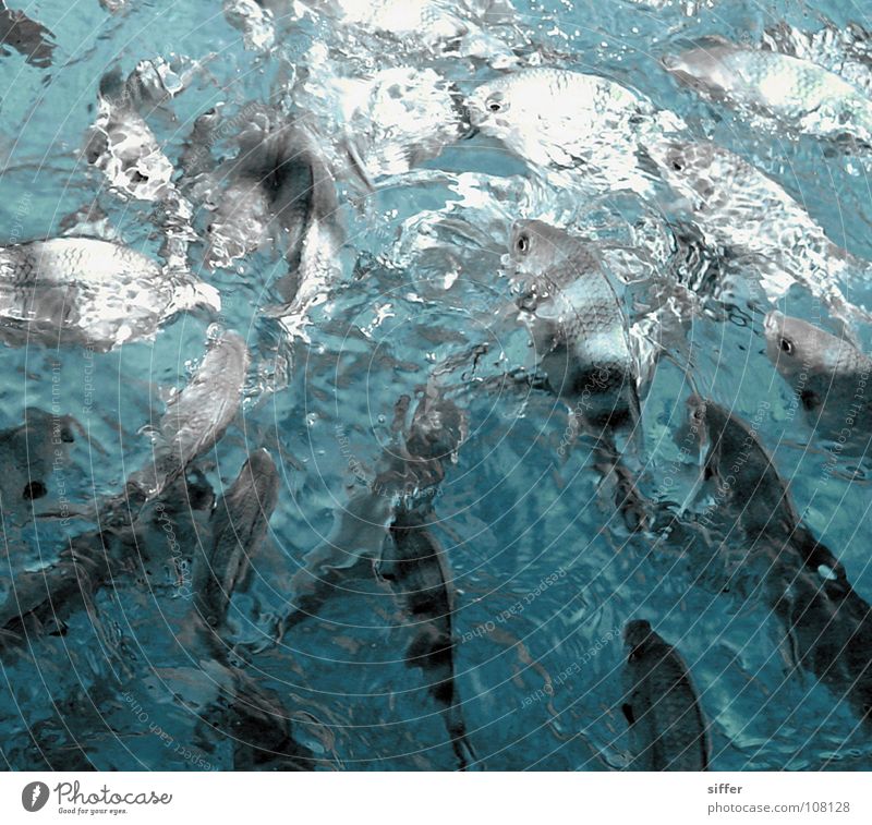 Fish hustle II Pattern Appetite Piranha Wet Effervescent Ocean Seafood Turquoise White Dark Striped Struggle for survival Sea water Seychelles Black Gray Attack