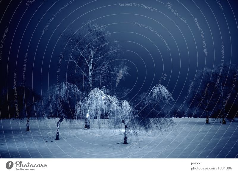 ´Y` Landscape Sky Night sky Winter Snow Tree Park Cold Blue Black White Calm Idyll Birch tree Colour photo Subdued colour Exterior shot Deserted Light Contrast