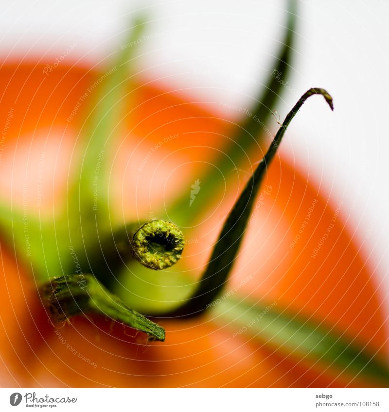 Vitamin stalk 2 Red Stalk Green Plant Healthy Nutrition Macro (Extreme close-up) Vegetable Close-up Tomato Food stem axis