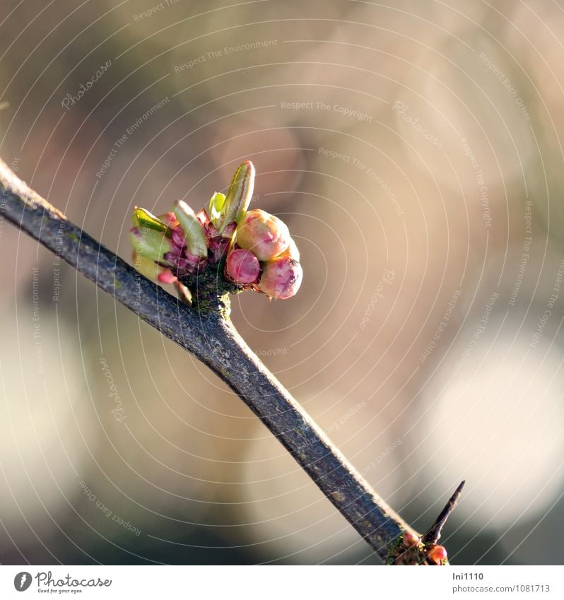 Buds of the ornamental quince Nature Plant Sun Sunlight Spring Climate Weather Beautiful weather Bushes Leaf Blossom Agricultural crop