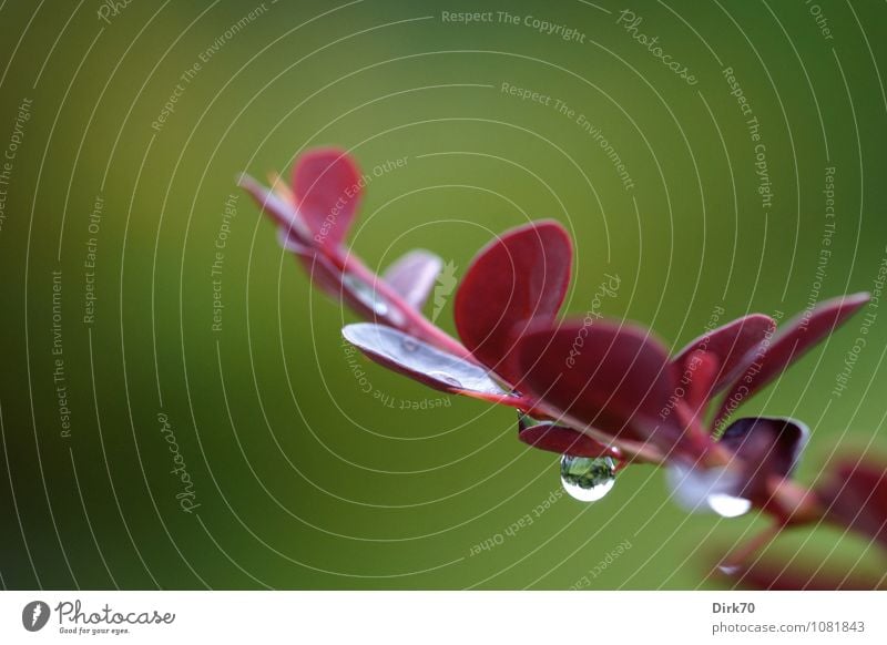 Barberry with raindrops Garden Nature Plant Water Drops of water Sunlight Beautiful weather Bad weather Rain Bushes Leaf Foliage plant Thorn Twig Park