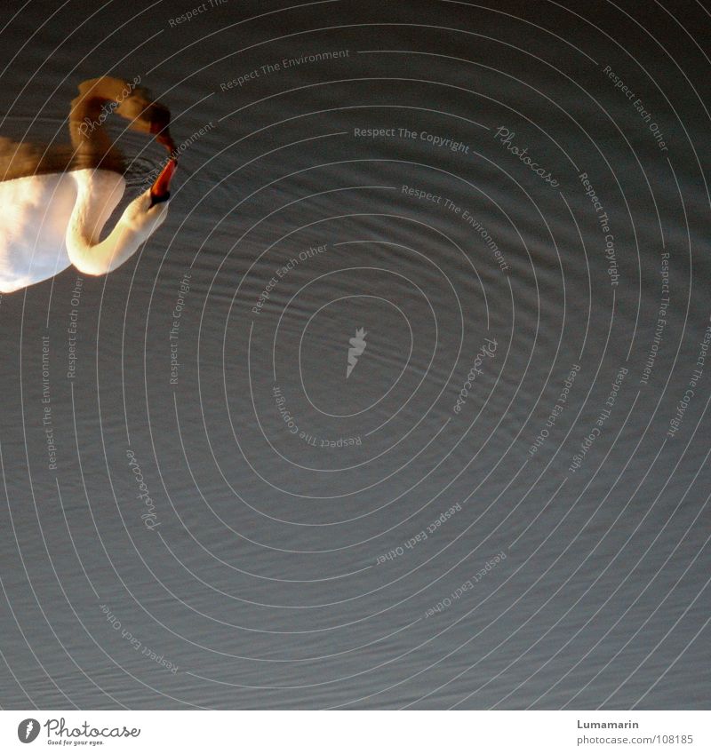 underwater love Bird Swan Underwater photo Surface of water Waves Circle Mirror Reflection Affection Mirror image Beautiful Graceful Egotistical Unconscious