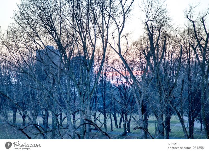 Winter impression of Cologne Environment Landscape Sky Climate Beautiful weather Plant Tree Grass Bushes Park Meadow Coast River bank Dark Cold Town Gray Green