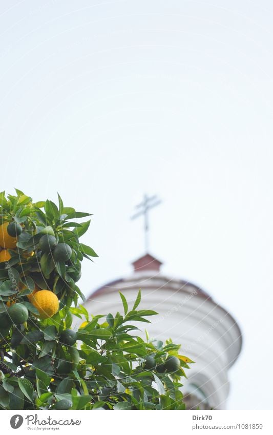 Oranges and lemons ... Food Fruit Nutrition Vacation & Travel Summer Summer vacation Beautiful weather Tree Agricultural crop Orange tree Park Seville Spain