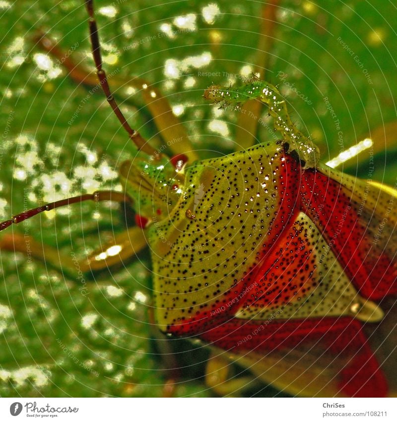 Friends forever : Berry bug with caterpillar Sloebug Shield bug Together Bug Insect Green Red Animal Northern Forest Macro (Extreme close-up) Close-up Summer