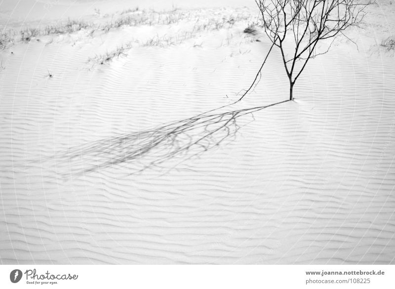 life Vacation & Travel Relaxation Far-off places Calm Bushes Branchage Beach Think Trip Wangerooge Grief Contemplative Withdrawn Search Find Reach Longing Coast