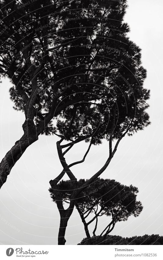 Trees - Somewhere in Italy. Vacation & Travel Environment Nature Sky Plant Stone pine Park Growth Esthetic Dark naturally Gray Black Emotions