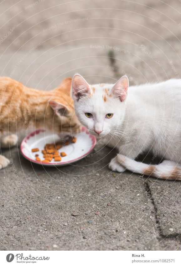 What do you want Pet Cat 2 Animal To feed Cute Nutrition Feed Concrete slab Food envy Colour photo Exterior shot Bird's-eye view