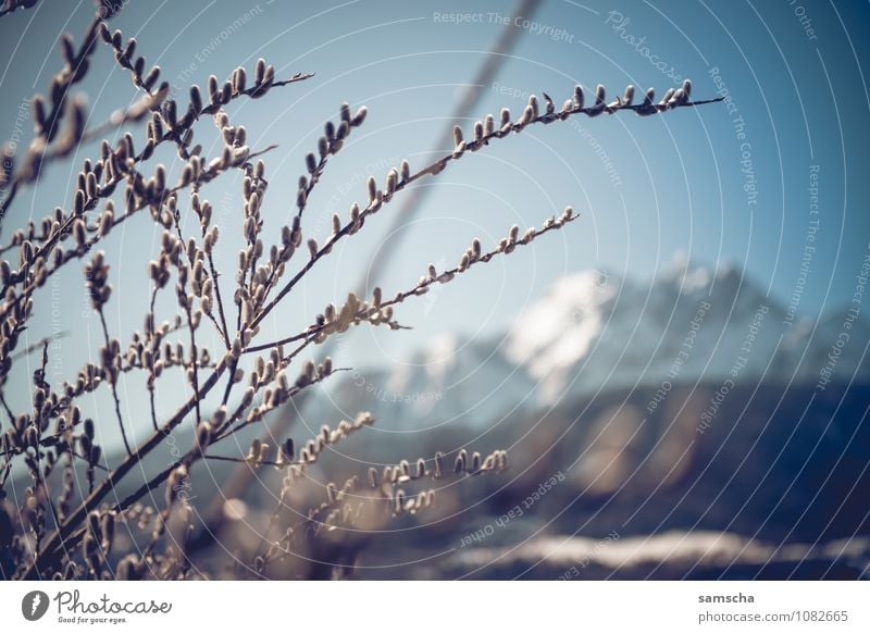 Hello Spring I Hiking Environment Nature Landscape Cloudless sky Beautiful weather Plant Tree Bushes Wild plant Field Forest Alps Mountain Peak Snowcapped peak