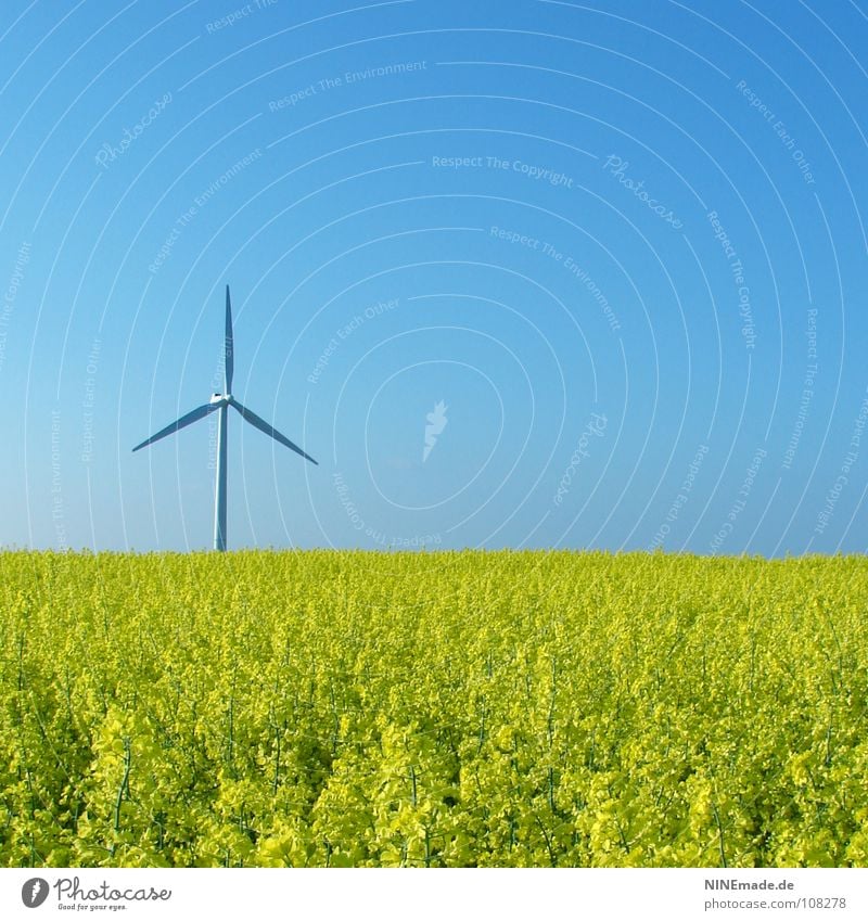 biologicalENERGY Canola Canola field Field Oilseed rape flower Oilseed rape oil Blossom Flower Yellow Green Sky blue Rotate White Square Spring Summer