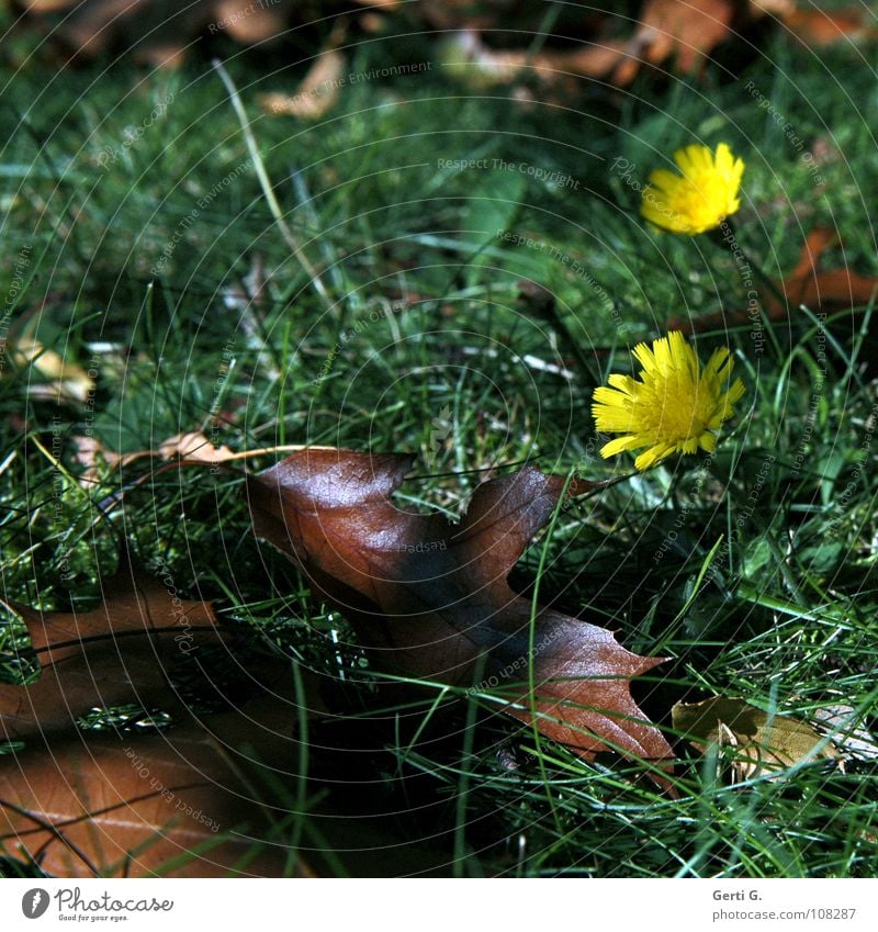 twosome 2 Together Autumn Seasons Woodground Meadow Leaf Autumn leaves To fall Flower Yellow Blade of grass Brown Green Growth Sunlight Autumnal Lawn