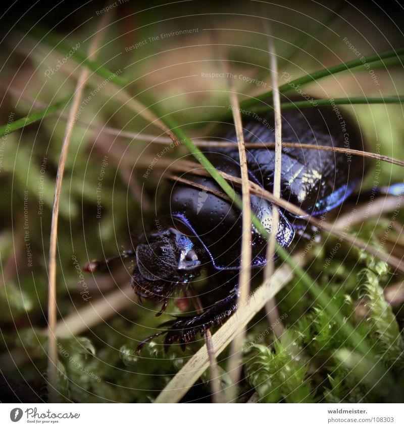 dung beetle Beetle Insect Glittering Moss Crawl Blue Violet Dazzling Fir needle Pine needle metallic