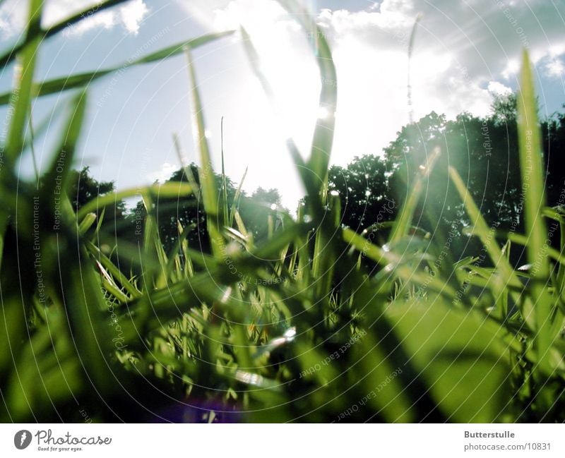 ...in the grass Grass Sunlight Lawn Nature Relaxation