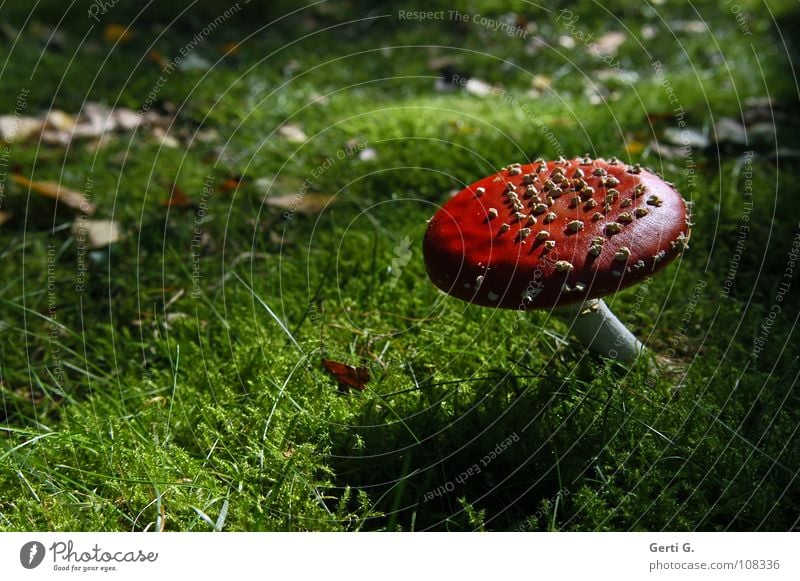 sweetheart Amanita mushroom Woodground Autumn Poison Flake Intoxicant Symbols and metaphors Growth Green Leaf Dark Back-light Twilight Sunlight Physics