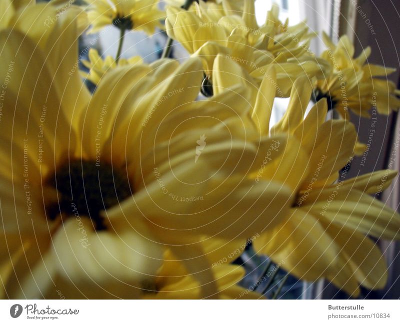 sea of flowers Flower Yellow Blossom netur