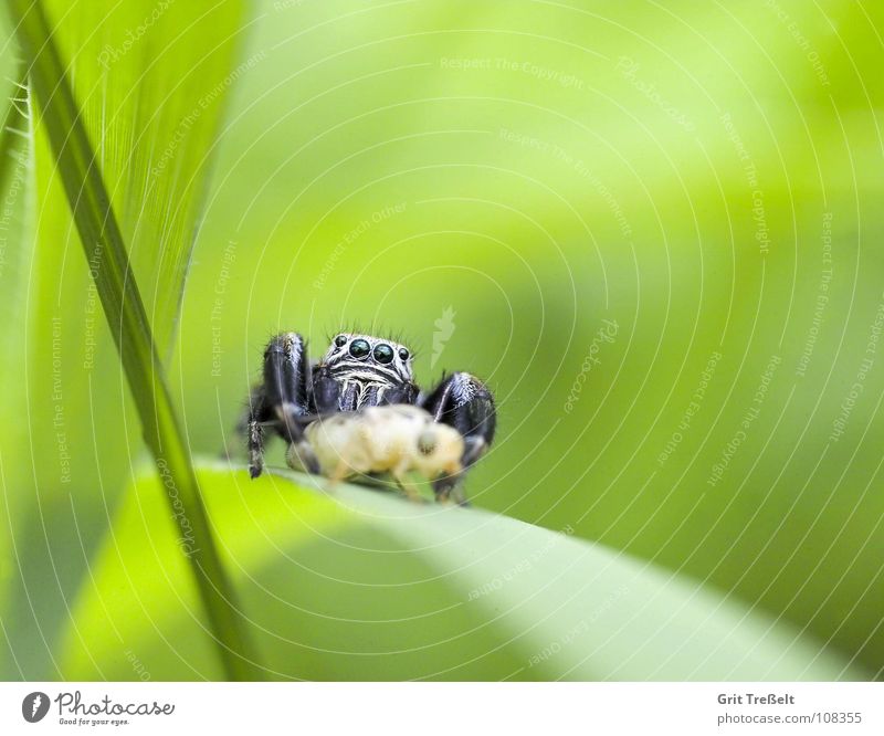 spring spider Jump Jumping spider Green Spider Macro (Extreme close-up)