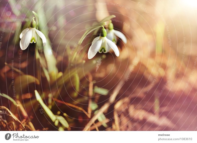 morning sunshine Style Valentine's Day Nature Earth Spring Beautiful weather Flower Grass Leaf Blossom Snowdrop Spring flowering plant knotflowers Amaryllis