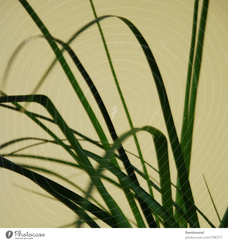 Grass I Plant Living thing Oxygen Carbon dioxide Blade of grass Pot plant Stripe Yellow Green Joy Decoration Curve Line living being o2 water leaves curves