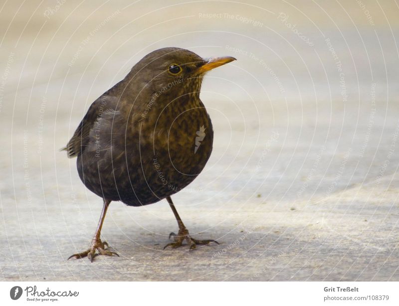 blackbird Blackbird Bird Beak Summer Feather Legs