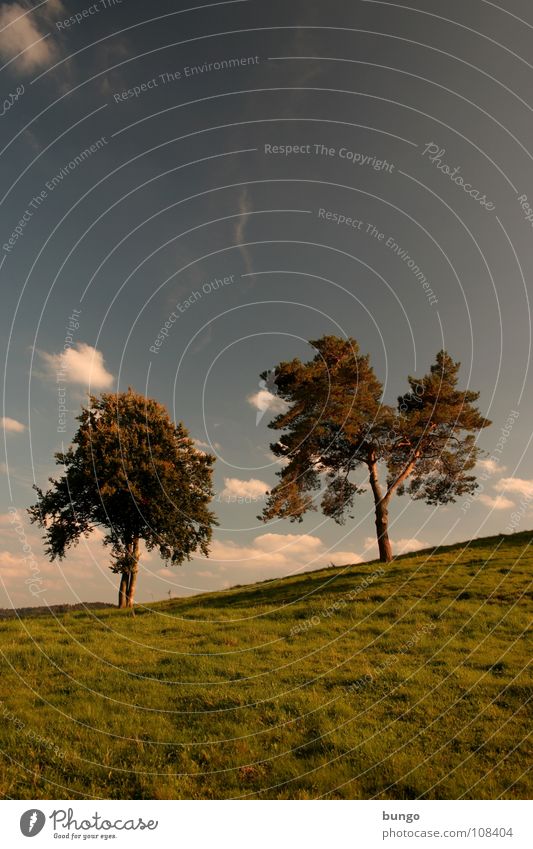 Hope Tree Clouds Bad weather Dark Threat Twilight Night Horizon Sunset Dream Dream world Loneliness Harmonious Play of colours Romance Calm Relaxation Sky