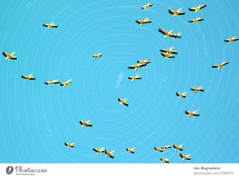 The birds Bird Migratory bird Pelican Turquoise Autumn October Multiple Africa Sky Blue Far-off places Free Wild animal Flight of the birds Wing Flock Many