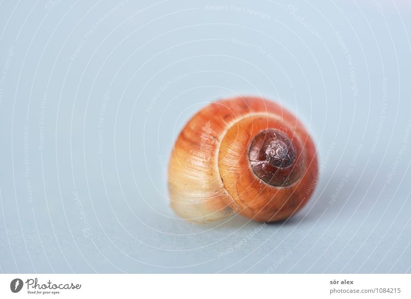 real estate Animal Snail shell 1 Blue Brown Real estate market Safety (feeling of) Protection Building Colour photo Interior shot Macro (Extreme close-up)