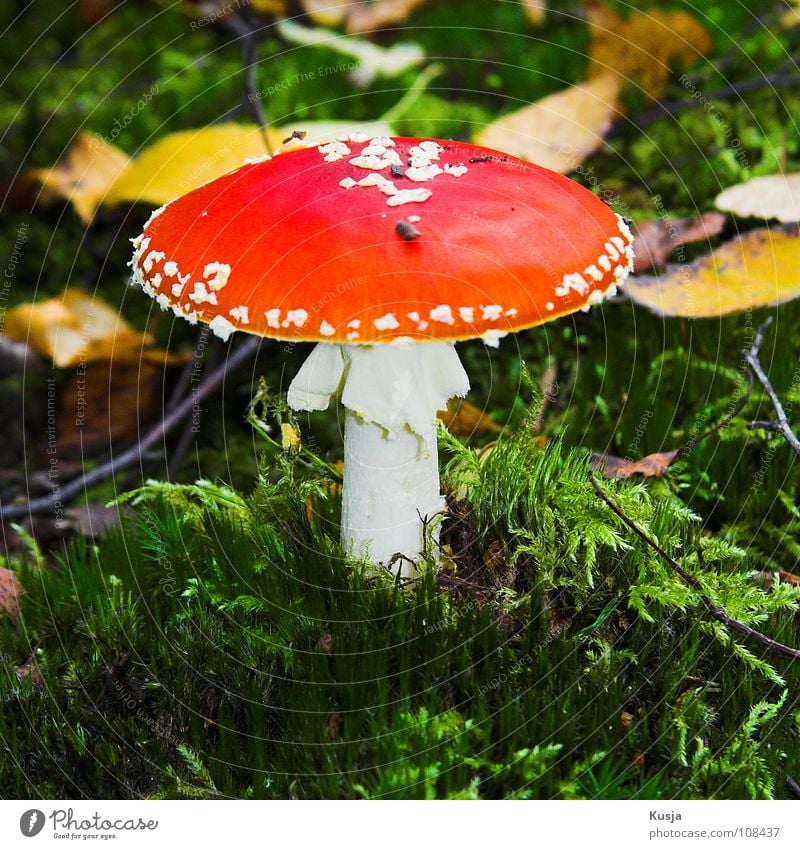 Amanita Muscaria Amanita mushroom Leaf Autumn Yellow Red Green White Poison Alcohol-fueled Feet grass Branch Hat