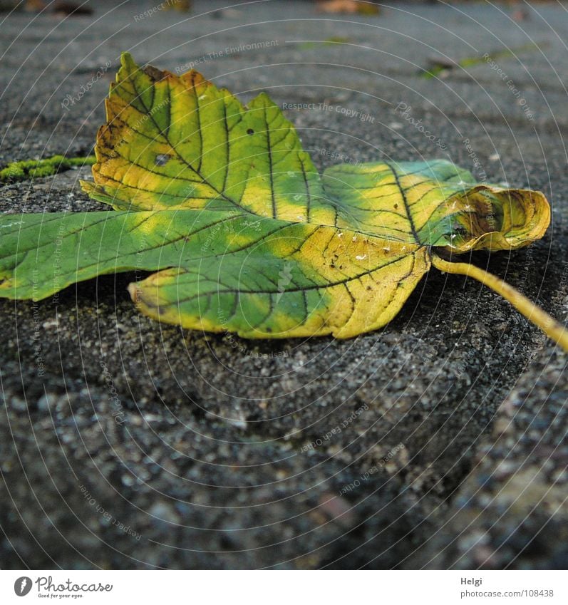 dropped down... Autumn Leaf Maple tree Maple leaf Stalk Multicoloured Green Yellow Brown Autumnal colours Undulating Curved To fall Tree Vessel Transience