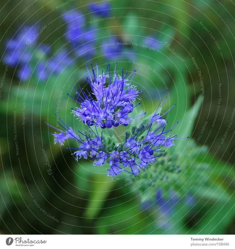 Planète bleue Plant Leaf green Summer Spring Green Bilious green Violet Foliage plant Growth Seasons Soft Wet Fresh Botany Depth of field Flower Grass Blossom