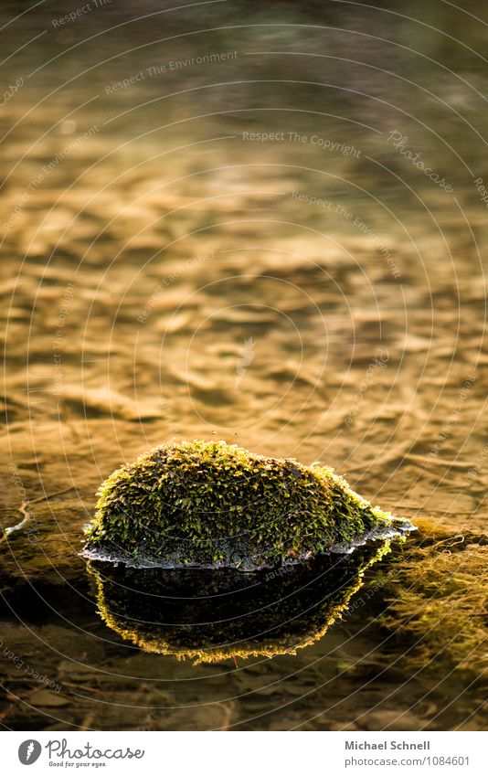 Silence in the sunlight Nature Plant Moss Park Pond Natural Warmth Green Serene Calm Belief Loneliness Colour photo Exterior shot Deserted Copy Space top