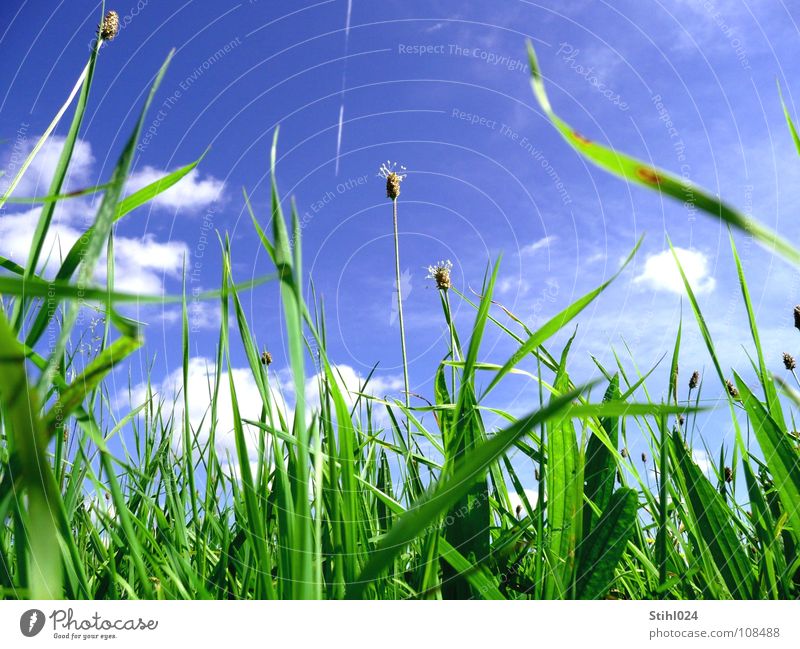 hay fever Meadow Grass Green Stalk Flower Spring Summer Flower meadow Blade of grass Back-light Clouds Coltsfoot Vapor trail Blossom Hope Maturing time