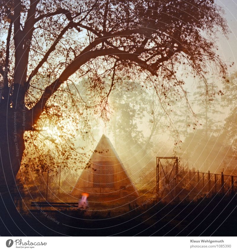 Chicken jail in the morning light Environment Nature Sunrise Sunset Autumn Beautiful weather Fog Tree Hut Manmade structures Barn Chicken coop Window Illuminate