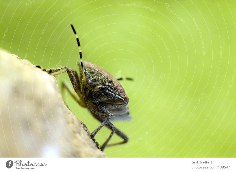 bug Bug Meadow Summer Green Nature Macro (Extreme close-up) Looking