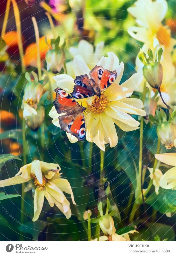 Butterflies on flower in the garden Elegant Design Summer Garden Nature Plant Sunlight Spring Autumn Beautiful weather Flower Park Meadow Butterfly 2 Animal