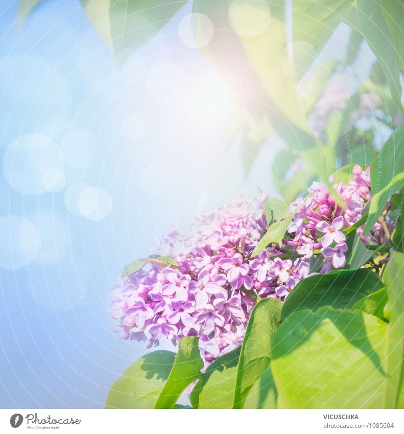 Purple lilac in the sunshine Lifestyle Style Design Joy Happy Summer Garden Decoration Nature Plant Sky Sun Sunlight Spring Beautiful weather Flower Park