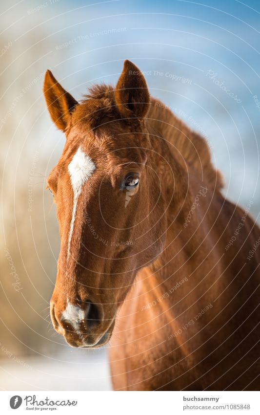 Dream horse Animal Farm animal Horse 1 Blue Brown White Eyes pale Head Mane Mount sunshine Mammal Fox Ride Colour photo Exterior shot Close-up Copy Space top