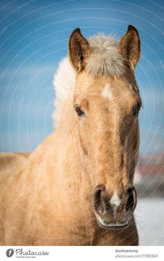 dream horse Animal Farm animal Horse Animal face 1 Blue Brown White Eyes Beige pale Head Mane Mount sunshine Mammal Ride Colour photo Exterior shot Deserted