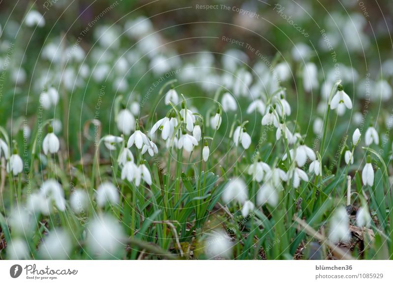 It blooms better together! Nature Plant Spring Flower Blossom Snowdrop Amaryllis Poisonous plant Alkaloid Garden Meadow Blossoming Stand Growth Beautiful Many