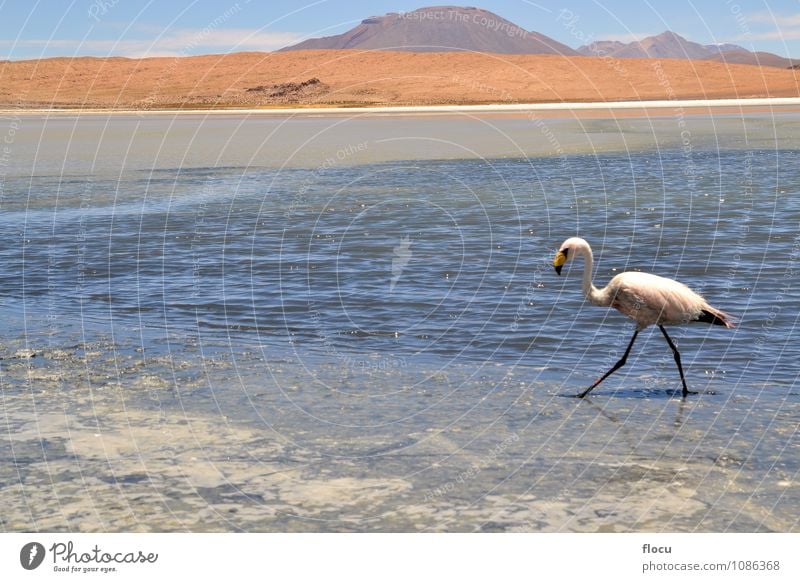 Flamingos on lake in Andes, the southern part of Bolivia Exotic Vacation & Travel Safari Mountain Nature Animal Clouds Park Lake Bird Stone Wild Blue Pink water