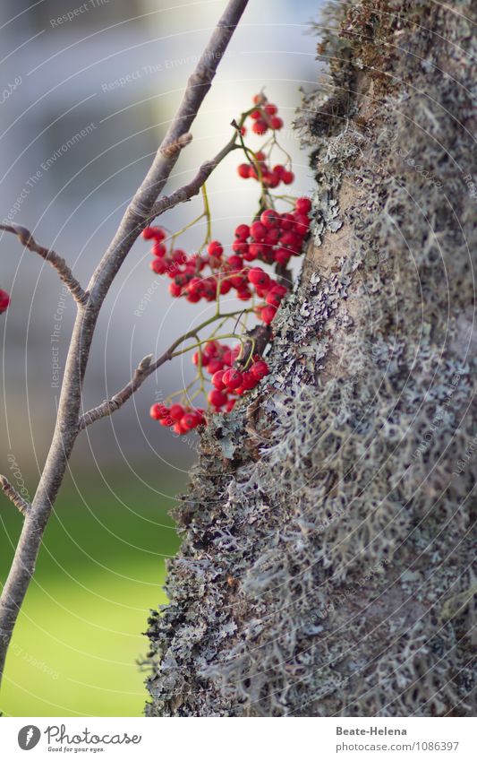 Small ray of hope Nature Plant Sky Sun Tree Tree lichen Rawanberry Park Hill Wood Esthetic Friendliness Gray Green Red Decoration Autumnal Natural growth