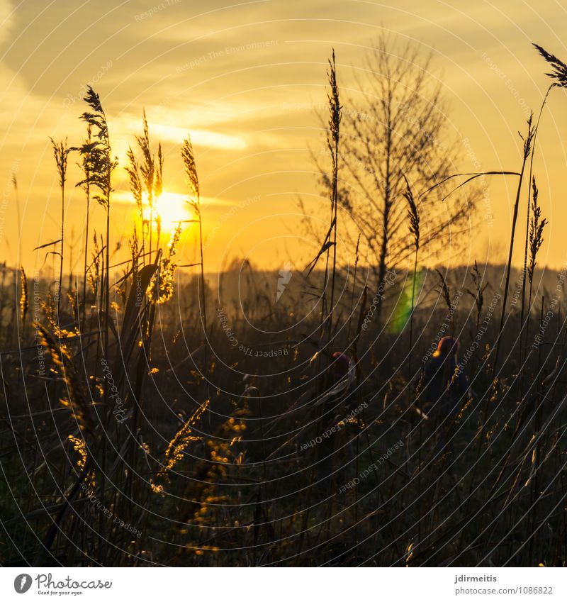 Evening walk Leisure and hobbies Vacation & Travel Trip Environment Nature Landscape Sky Clouds Sunlight Beautiful weather Plant Tree Grass Bushes Meadow Field