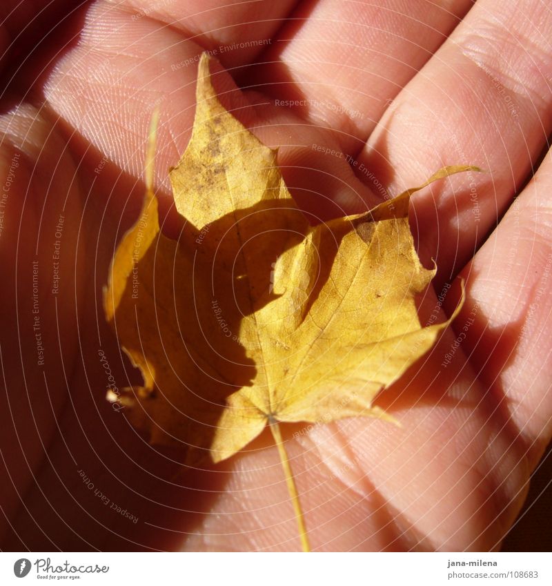 autumn greetings Leaf Autumn Yellow Multicoloured Tree Maple tree Hand Shaft of light Sunbeam Small Autumnal colours Peace Treasure Shadow