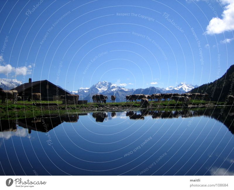 Alpine idyll Mountain lake Lake Cow Reflection Alpine pasture Idyll