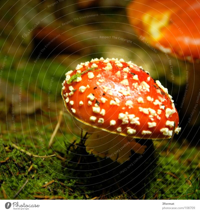 fly mushroom01 Amanita mushroom Cap Baseball cap Coniferous forest Mixed forest Undergrowth Woodground Grass Enchanted forest Fairy tale Fantastic Dream