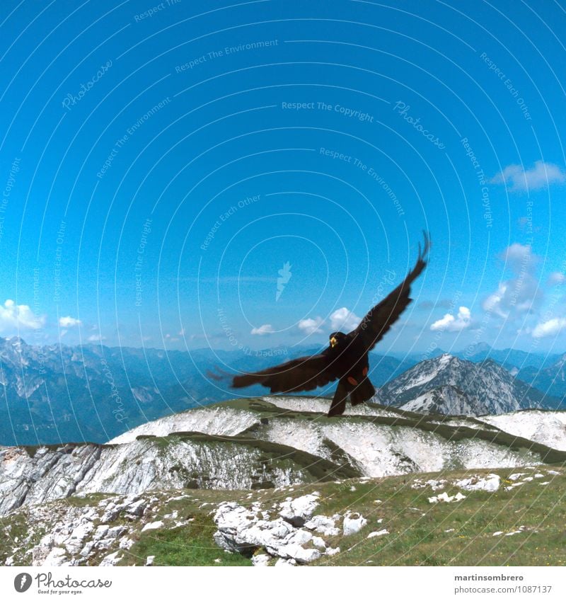 Flight acrobats 3 Environment Nature Landscape Summer Grass Mountain Animal Bird 1 Authentic Infinity Tall Blue Calm Freedom Colour photo Exterior shot