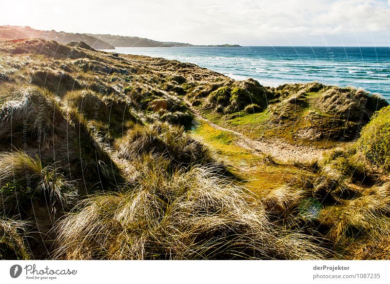 A pilcher novel was written here Vacation & Travel Tourism Trip Far-off places Freedom Environment Nature Landscape Plant Spring Beautiful weather Meadow Waves