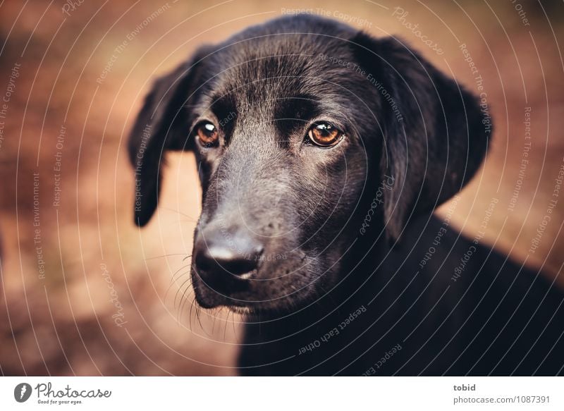 Amy Pt.5 Pet Dog Animal face Pelt 1 Observe Glittering Cuddly Soft Brown Black Labrador Ear Snout Colour photo Exterior shot Close-up Deserted