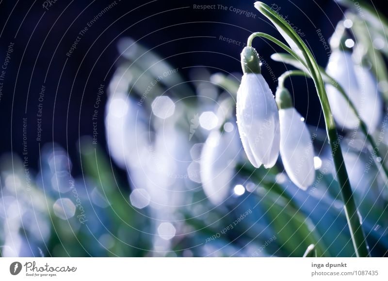 Snowdrop white skirt Environment Nature Landscape Plant Elements Water Drops of water Spring Winter Beautiful weather Flower Blossom Wild plant Lily Dew Garden