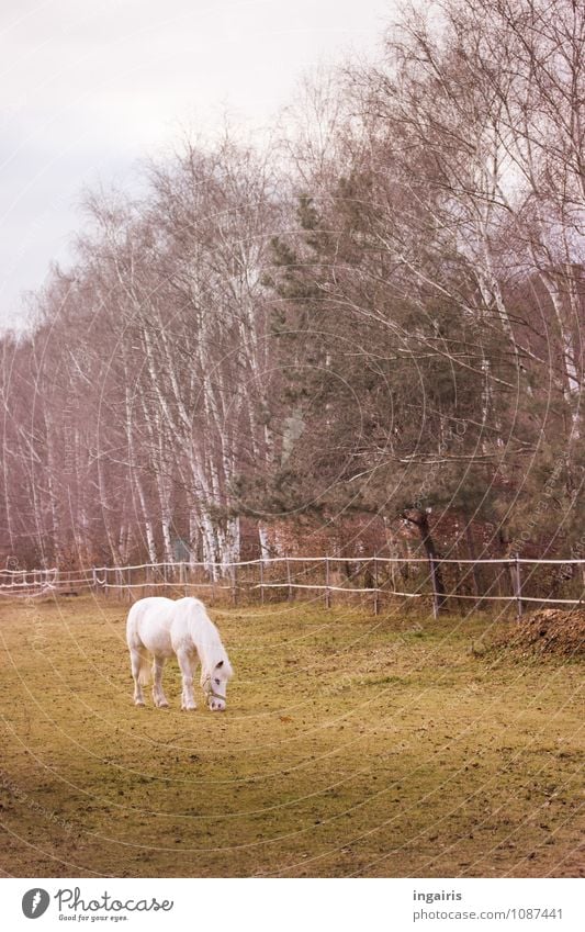 on one's own Nature Sky Clouds Autumn Winter Tree Grass Birch tree Meadow Pasture Animal Farm animal Horse Pony 1 To feed To enjoy Stand Friendliness Small