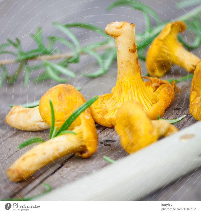 chanterelles Chanterelle Mushroom Fresh Raw Accumulate Vegetarian diet Rosemary Herbs Dish Near Close-up Healthy Eating Food photograph Vegetable Forest